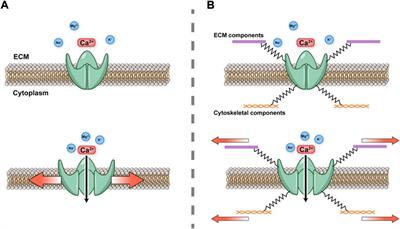 Frontiers | Mechanosensitive Piezo1 And Piezo2 Ion Channels In ...